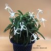 neofinetia falcata Houmeiden 豊明殿 